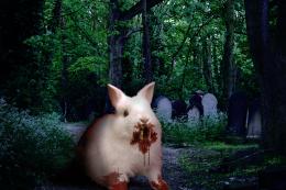 Killer Bunny